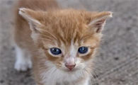 猫掉毛的最好解决方法