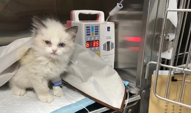 干性猫传腹吃什么药