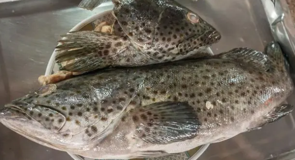 海水养殖石斑鱼 海水养殖石斑鱼
