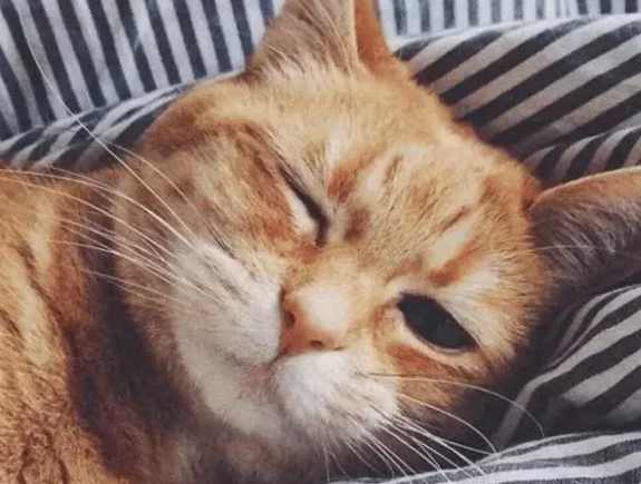 最美猫咪排行榜，第一名不接受反驳