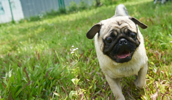 新手怎么挑选八哥犬？