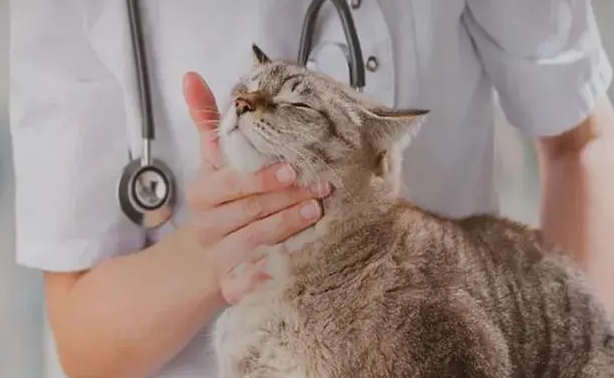 猫传腹传染别的猫吗