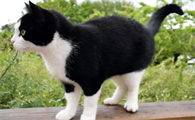 黑猫四脚白寓意着什么