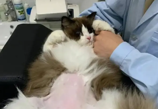 公猫尿血能自愈吗
