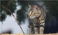 每日一猫：科普中华狸花猫