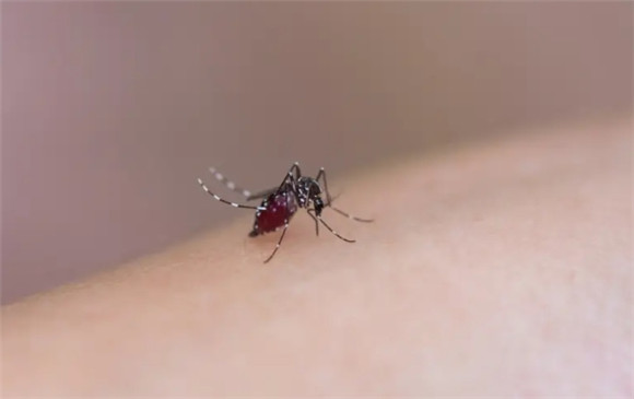 海南夏天蚊子多吗 海南夏天蚊子多吗