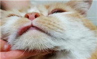 猫吃一片泛昔洛韦就好了