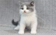 虾仁怎么给猫咪做吃的