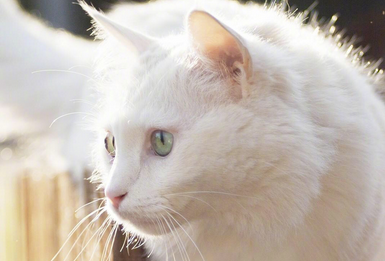 猫大早上一直在床上窜 猫大早上一直在床上窜