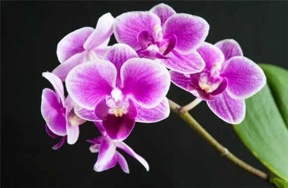 如何种蝴蝶兰花