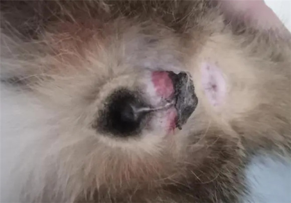 公猫生过孩子了还能绝育吗 公猫生过孩子了还能绝育吗