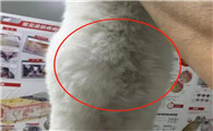 猫传腹是不是爱喝水
