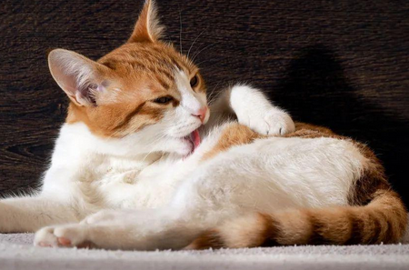 猫的怀孕周期