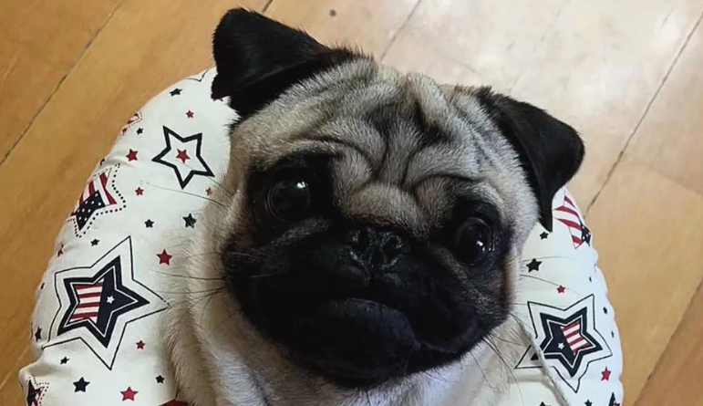 饲养巴哥犬，需要注意这些问题哦！