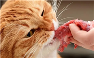 猫吃生肉的好处和坏处