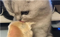 猫柚子能吃吗
