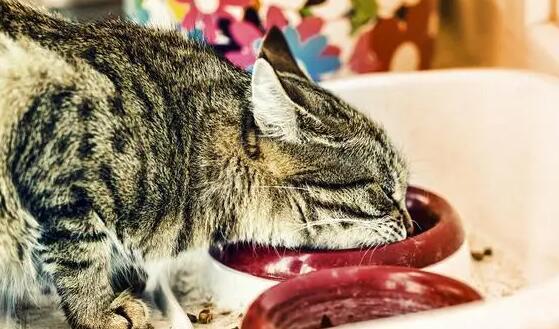 猫吃青占鱼会中毒吗 猫吃青占鱼会中毒吗