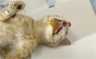 公猫绝育后怎么涂药