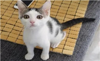 四个月的小猫应该有多重