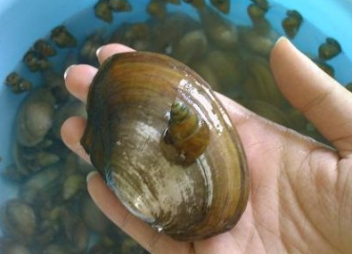 什么河蚌最好养