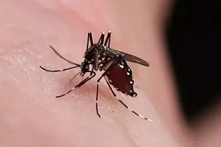 蚊子特别多如何驱蚊