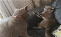 打猫上瘾了怎么办