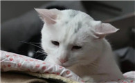 猫吃了猫粮呕吐是什么原因