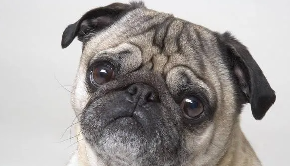 养了才知道，巴哥犬的这几个优缺点！