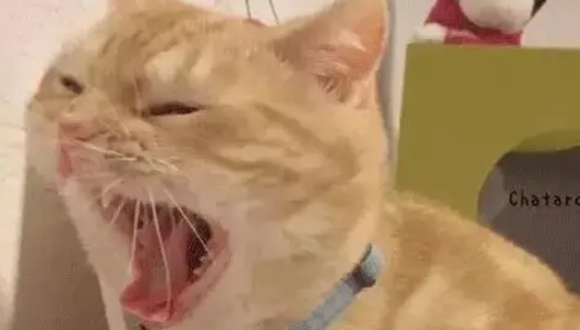 橘猫好养吗?正确饲养胖橘猫的方法看这里 橘猫好养吗?正确饲养胖橘猫的方法看这里