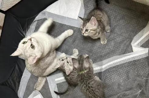 怀孕可以养猫吗