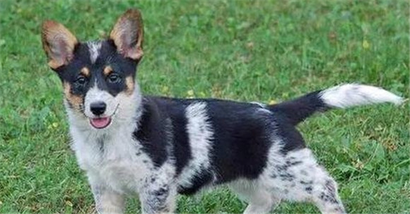 什么是澳大利亚牧牛犬?看这! 什么是澳大利亚牧牛犬?看这!