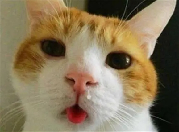 猫的鼻子发出噗噗声怎么解决