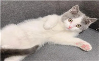 猫抽搐四腿乱蹬怎么救