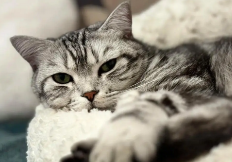 怀孕的猫为什么往外跑