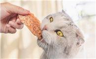 猫吃什么下奶最快最多
