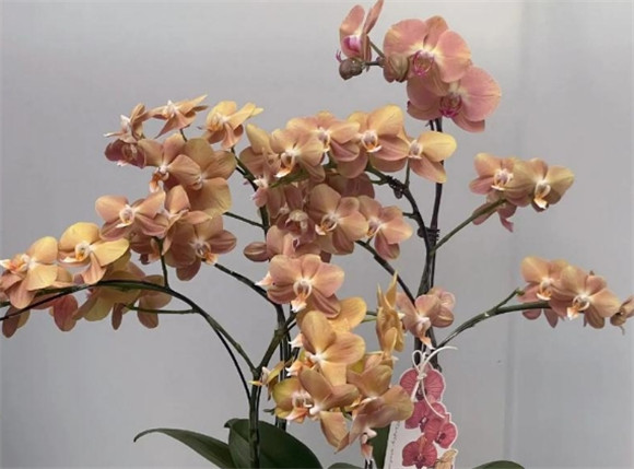 蝴蝶兰花的花语