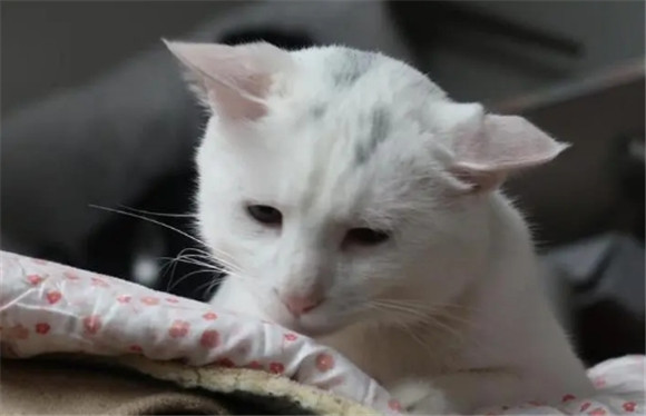 猫吃了猫粮呕吐是什么原因 猫吃了猫粮呕吐是什么原因