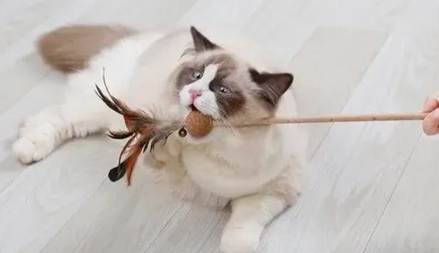 和猫做的经验分享 和猫做的经验分享