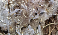 白蚁防治站电话