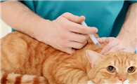 猫打预防针要多少钱