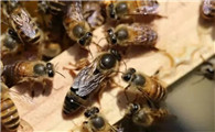 蜜蜂蜂王怎么养