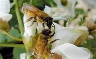 蜜蜂是昆虫类吗