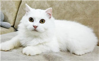 纯白的猫一般人养不了