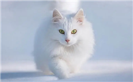 纯白的猫在猫界是丑的