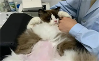 公猫尿血能自愈吗