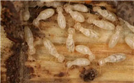 白蚁防治工程机构