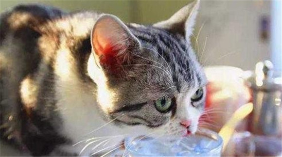 来说说，给猫吃啥通便？