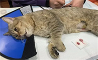 公猫绝育了怎么还有蛋蛋