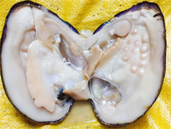 河蚌怎么弄珍珠 河蚌怎么弄珍珠