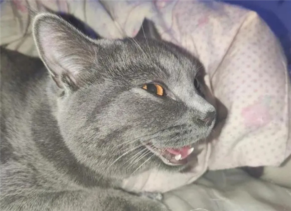 猫打架的叫声
